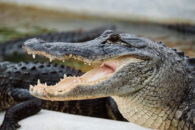 Everglades VIP Airboat Tour With Transportation Included - Wildlife Spotting Opportunities