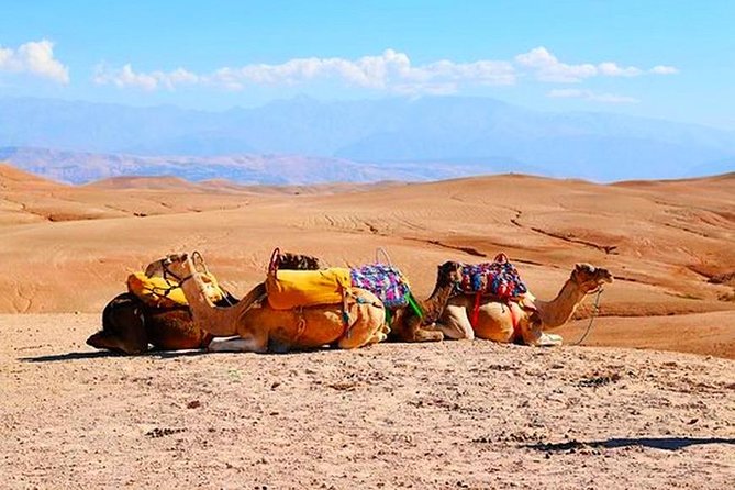 From Marrakech: Desert & Atlas Mountains Day Trip With Camel Ride - Lunch and Dietary Accommodations