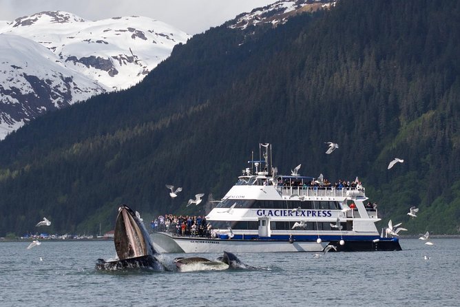 Full-Day Kenai Fjords National Park Cruise - Weather Conditions and Visibility