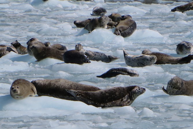 Full-Day Kenai Fjords National Park Northwestern Cruise - Meal Options and Refreshments