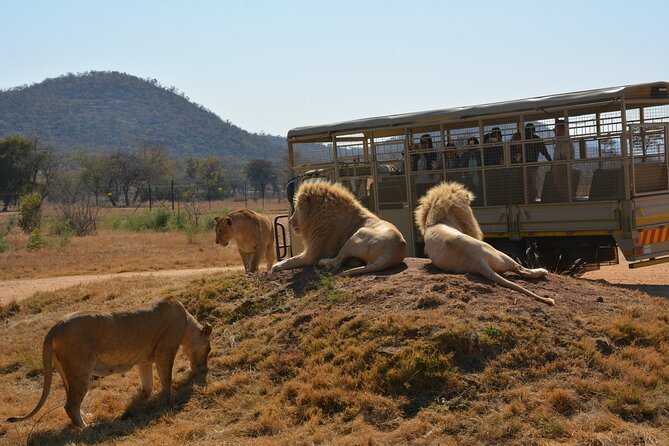 Half Day Lion Park Tour From Johannesburg or Pretoria - Seeing Rare White Lions