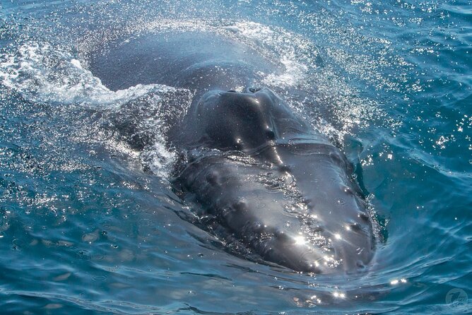 High Speed Zodiac Whale Watching Safari From Dana Point - Reviews and Ratings