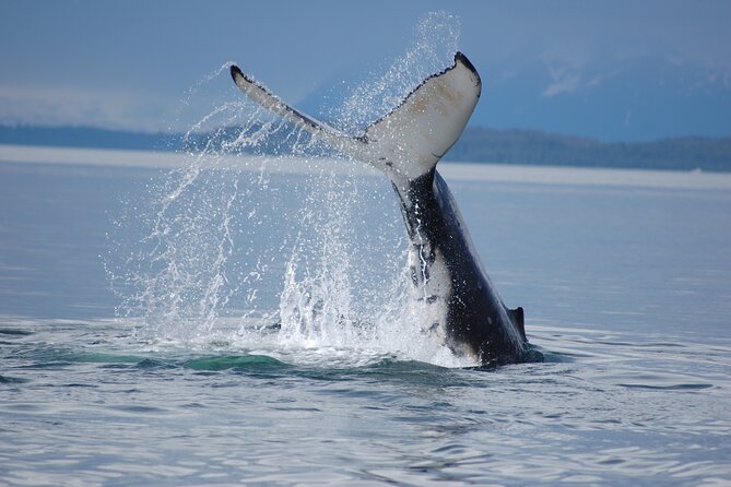 Hoonah Whale-Watching Cruise - Directions for Non-Cruise Guests