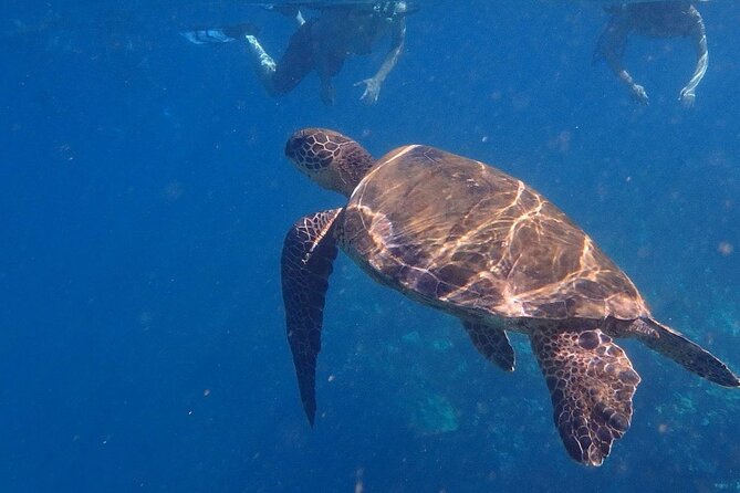 Kayak and Snorkel - South Shore Turtle - Marine Life Observation