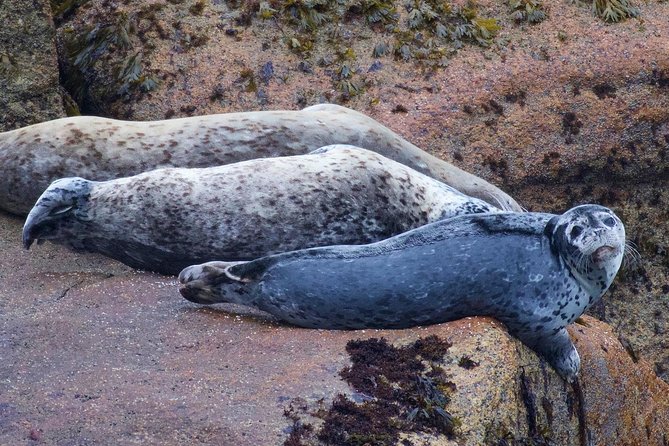 Kenai Fjords and Resurrection Bay Half-Day Wildlife Cruise - Memorable Moments and Rave Reviews