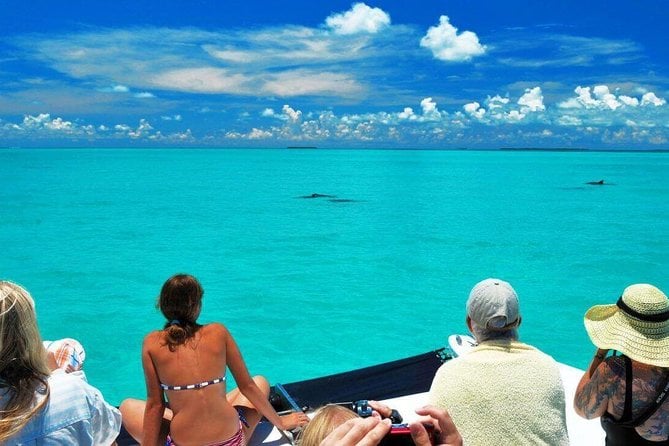 Key West Dolphin Watch and Snorkel Cruise - Participant Requirements and Accessibility