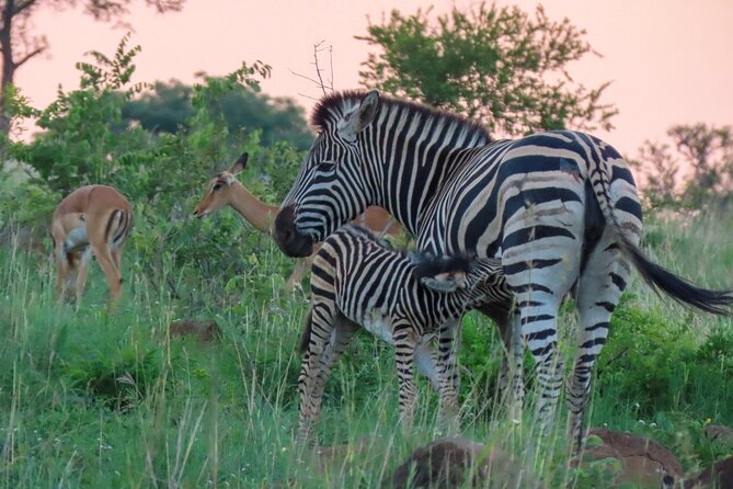 Kruger National Park - Private Full Day Safari Trip. - Operator Information