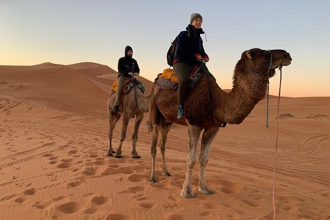 Luxury 2-Days Desert Trip From Fes To.:( Fes or Marakech) - Immersive Camel Trekking Experience