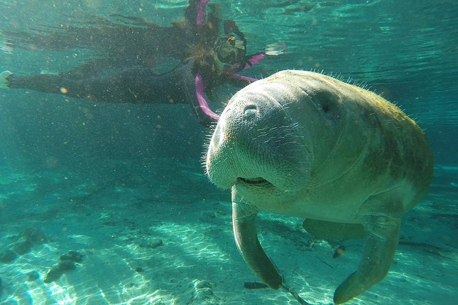 Manatee Snorkel Tour With In-Water Divemaster/Photographer - Preparing for the Tour