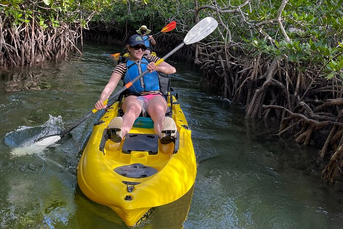 Mangrove Tunnel Kayak Adventure in Key Largo - Wildlife and Ecosystem