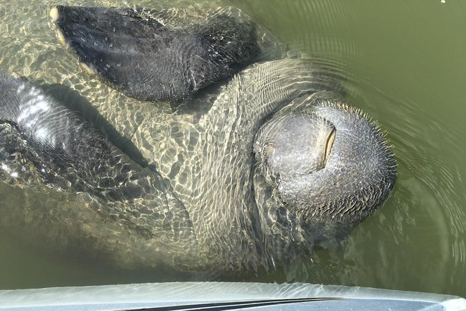 Mangrove Tunnel, Manatee and Dolphin Kayak Tour of Cocoa Beach - Accessibility and Accommodations