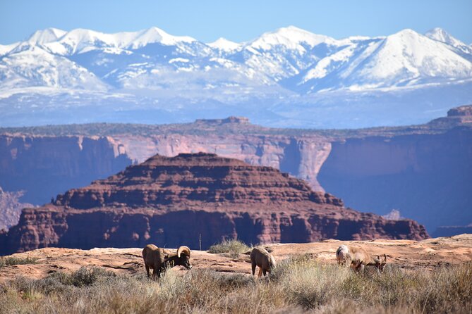 Moab Combo: Colorado River Rafting and Canyonlands 4X4 Tour - Additional Information
