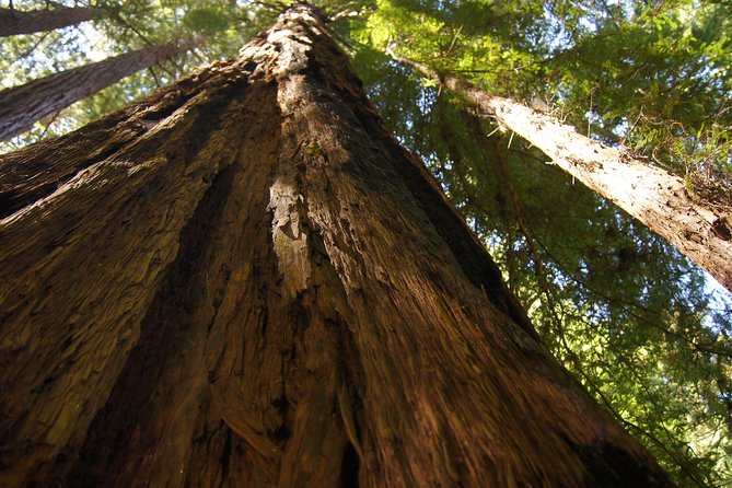 Muir Woods Tour of California Coastal Redwoods - Cancellation Policy