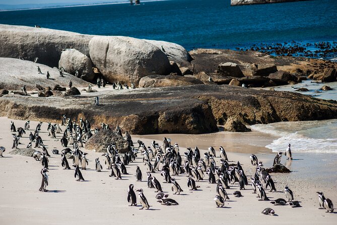 Penguin Encounter Boulders Beach Half Tour Day From Cape Town - Pickup and Drop-off