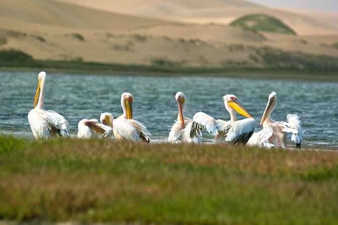 Sandwich Harbour Half-Day 4x4 Tour (5 Hours) From Walvis Bay - Cancellation Policy