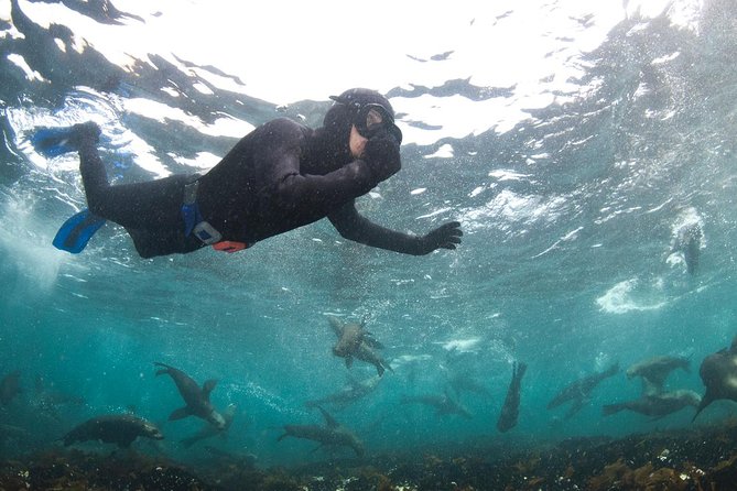 Seal Snorkeling With Animal Ocean in Hout Bay - Marine Life Commentary