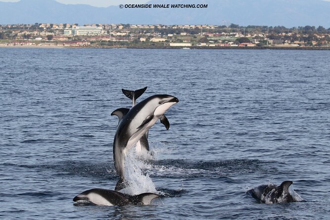 Shared Two-Hour Whale Watching Tour From Oceanside - Whale and Dolphin Sightings