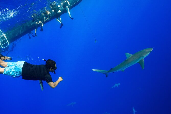 Shark Tour Dive With Sharks in Hawaii With One Ocean Diving - Scheduling Challenges