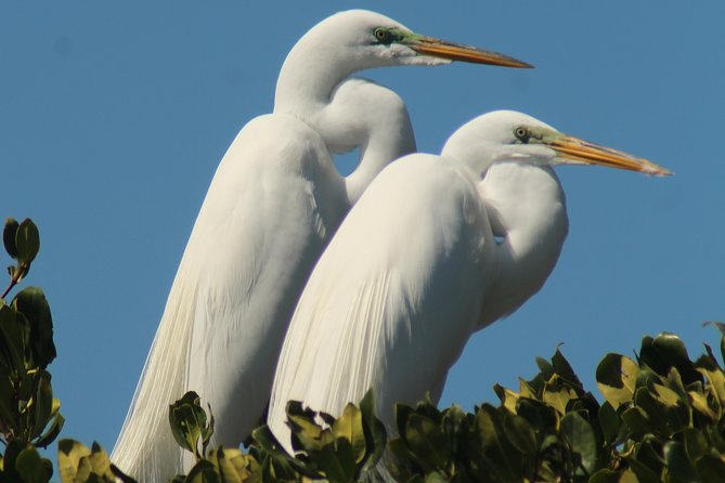 Small Group Boat, Kayak and Walking Guided Eco Tour in Everglades National Park - Professional Naturalist Guide