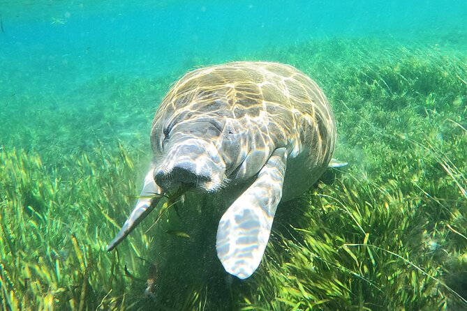 Small Group Manatee Snorkel Tour With In-Water Guide and Photographer - Traveler Experiences