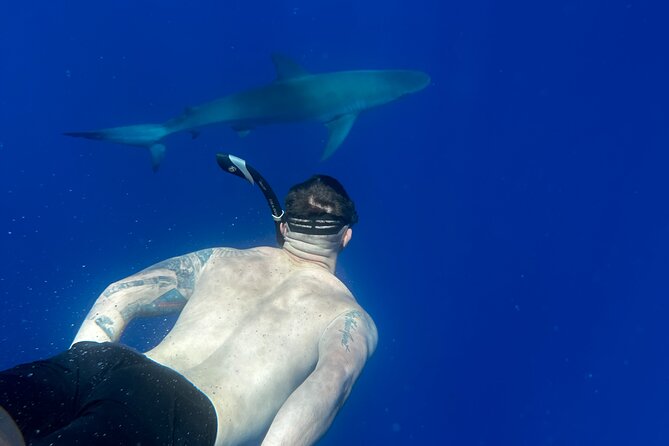 Swim With Sharks (Cage-Free) - Safety Measures