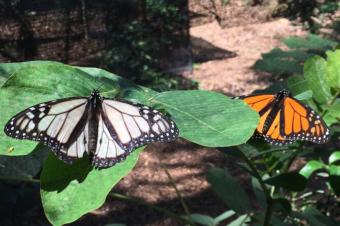The Maui Butterfly Farm Tour! - Participant Capacity and Group Size