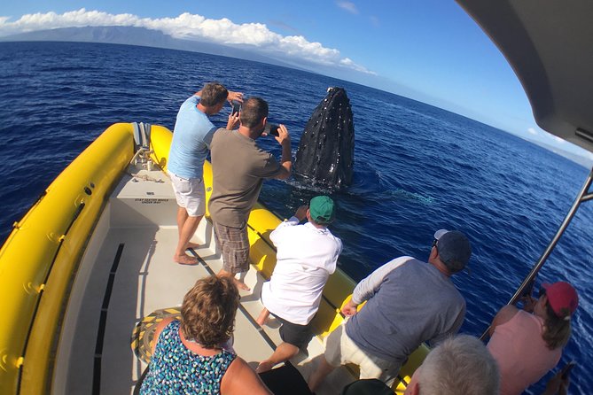 Ultimate 2 Hour Exclusive VIP Whale Watch Tour - Guest Experiences