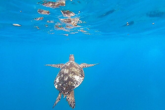 Waikiki Turtle Snorkel Adventure With Manakai Catamaran - Coastal Scenery Views
