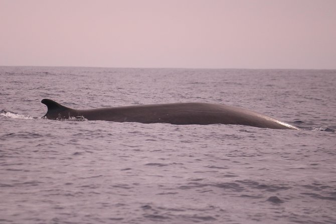 Whale and Dolphin Watching in Calheta, Madeira Island - Coastal Scenery Highlights