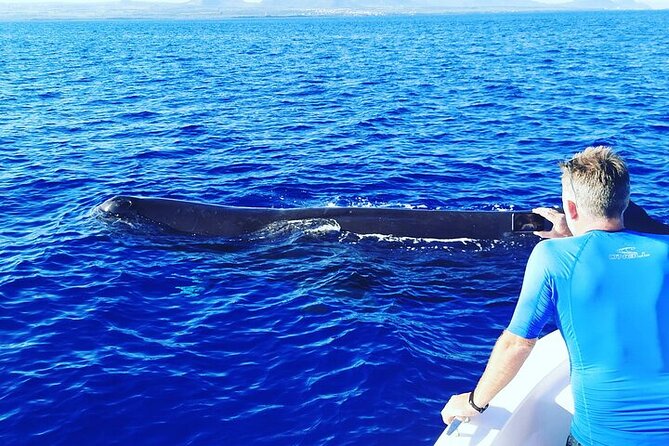 Whale Dream Ltd - Whale Watching and Swim With Dolphins - Snorkeling and Hydrophone