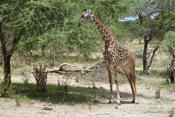 3-Day Small-Group Tanzania Safari Tour From Arusha - Customer Reviews