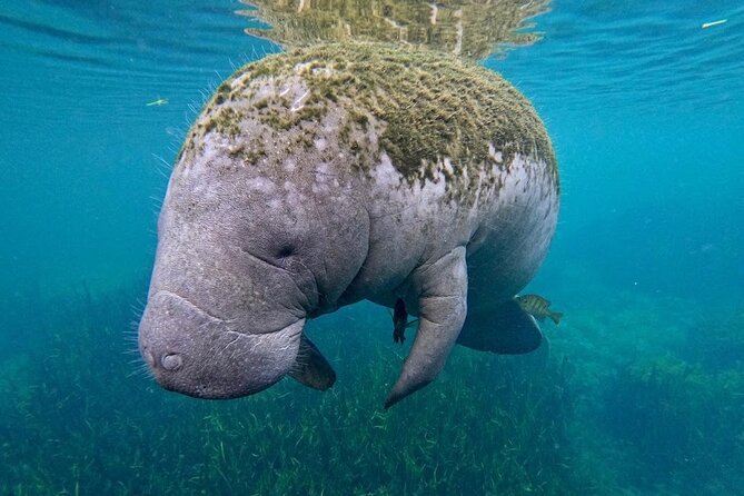 3-Hour Small Group All-Inclusive Manatee Swim With Photo Package - Reservation and Booking