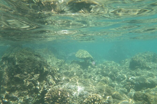 4-hour Kailua-Kona Ocean Kayak and Snorkel Tour - Important Tour Considerations