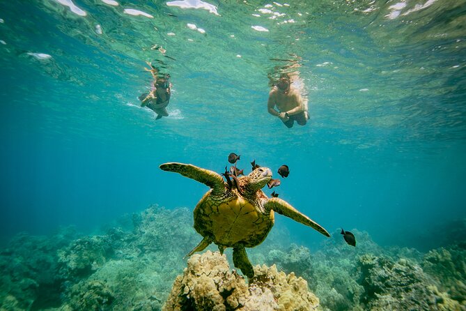 4-HR Molokini Crater + Turtle Town Snorkeling Experience - Booking and Cancellation Policy