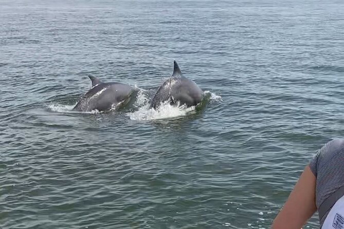 90-Minute Private Dolphin Tour in Hilton Head Island - Additional Information