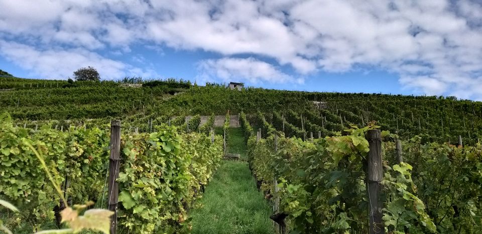 Alsace: Private Wine Tour - Private Tour Highlights and Details