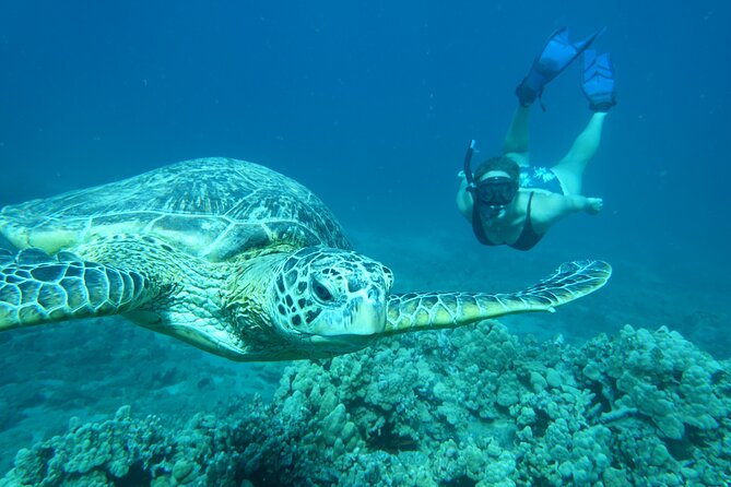 Clear Kayak and Snorkel Tour at Turtle Town, Makena - Private Transportation