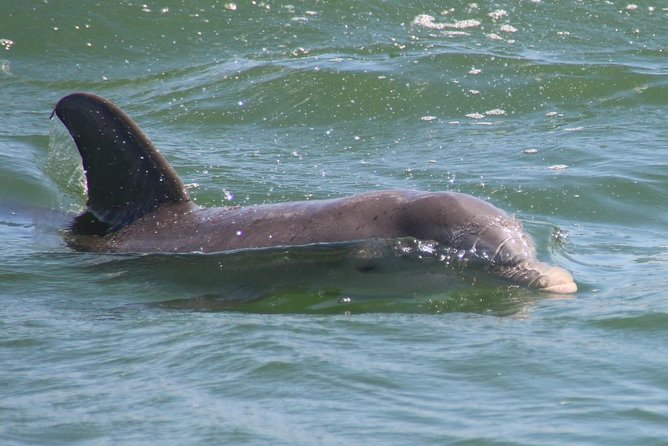Clearwater Encounters With Dolphins Tour - Recommendations for Future Visitors