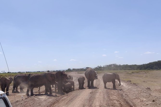 Day Tour to Amboseli National Park - Guest Reviews