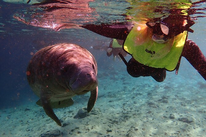Deluxe Manatee Swim Tour - Additional Information