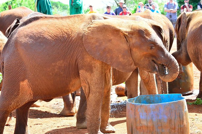 Elephant Orphanage & Giraffe Centre Tour - Traveler Feedback and Ratings