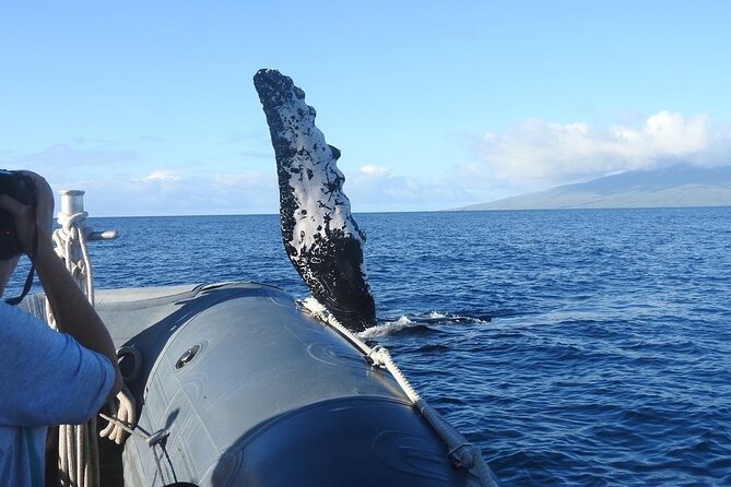Eye-Level Whale Watching Eco-Raft Tour From Lahaina, Maui - Crew Recommendations