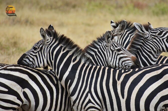 Group Safari 7 Days in Tanzanias Main Parks - Visa Requirements and Exclusions
