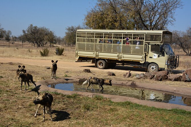 Half Day Lion Park Tour From Johannesburg or Pretoria - Other Animals to Observe