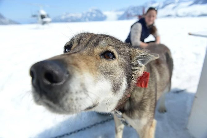 Helicopter Glacier Dogsled Tour + Lower Glacier Landing - ANCHORAGE AREA - Cancellation Policy