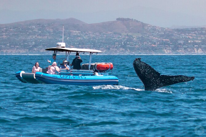 High Speed Zodiac Whale Watching Safari From Dana Point - Transportation and Accessibility