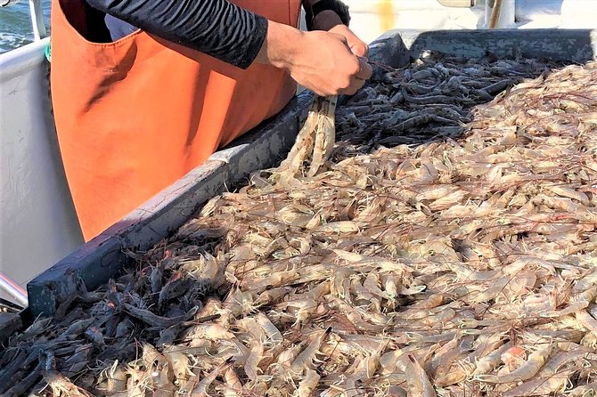 Hilton Head Shrimp Trawling Boat Cruise - Catch Processing