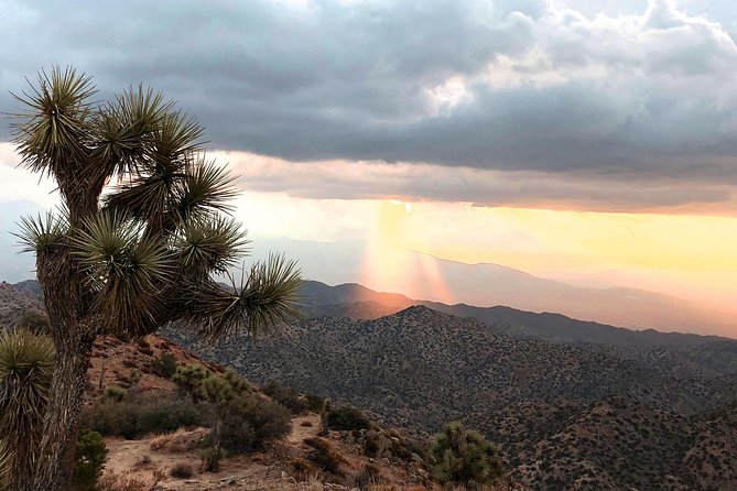 Joshua Tree National Park Air-Conditioned Tour - Booking and Cancellation Policy