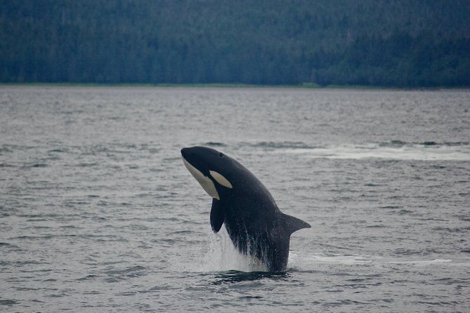 Juneaus Premier Whale Watching - Additional Information for Travelers