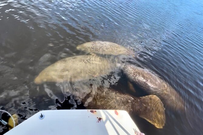 Manatee Sightseeing and Wildlife Boat Tour - Pricing and Availability